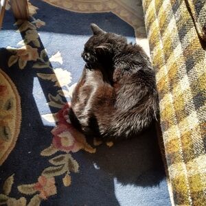 R.I.P Elwood 🐈‍⬛🌈🌉